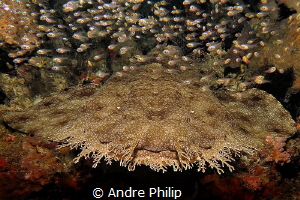 wobbegong under a curtain of glassfishes by Andre Philip 